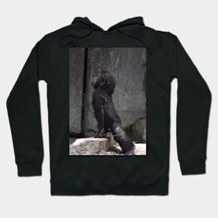 Gorilla Hoodie